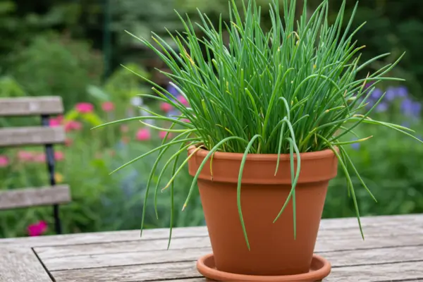 Cebolinha em Vasos de Terracota com Compostagem