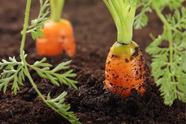 Como Cultivar Cenouras Mini em Caixas de Madeira