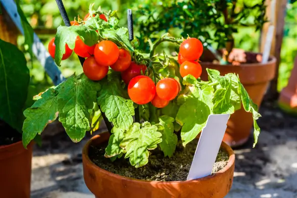 Tomate Cereja em Vasos de Barro em Clima Frio