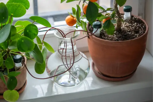 Vasos Autoirrigáveis para Locais com Baixa Umidade