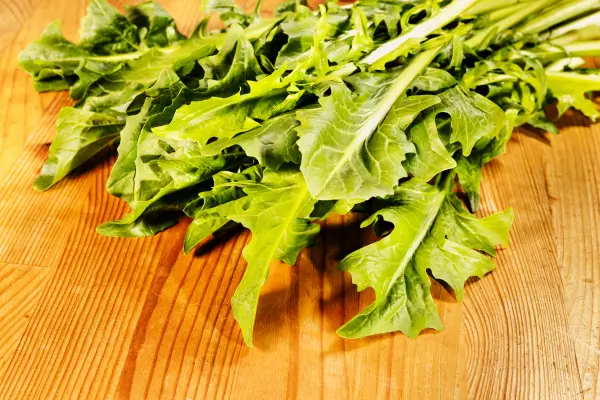 Guia de Plantio de Chicória-Verde com Rega por Imersão com Fertilizante