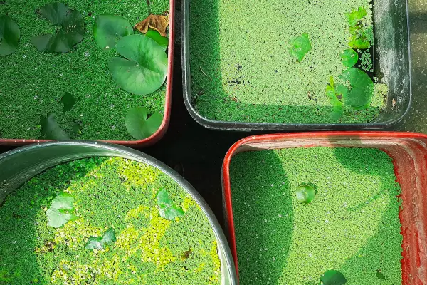 Produção de Fertilizantes Orgânicos com Biorreatores de Microalgas