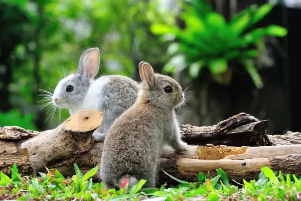 Jardim Nutritivo com Ervas Frescas para Alimentar Coelhos em Casa