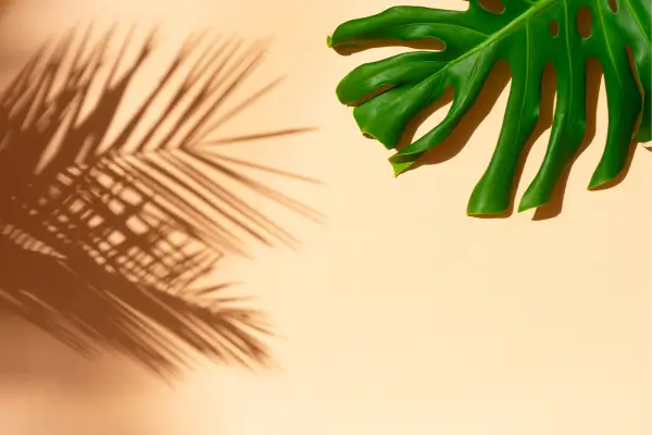Plantas Próximas a Janelas de Vidro Texturizado para criação de Sombras Elegantes