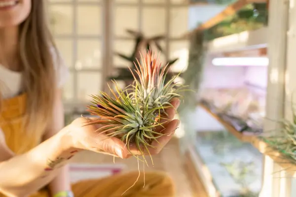 Tillandsias na Decoração de Banheiros com Pouca Luz